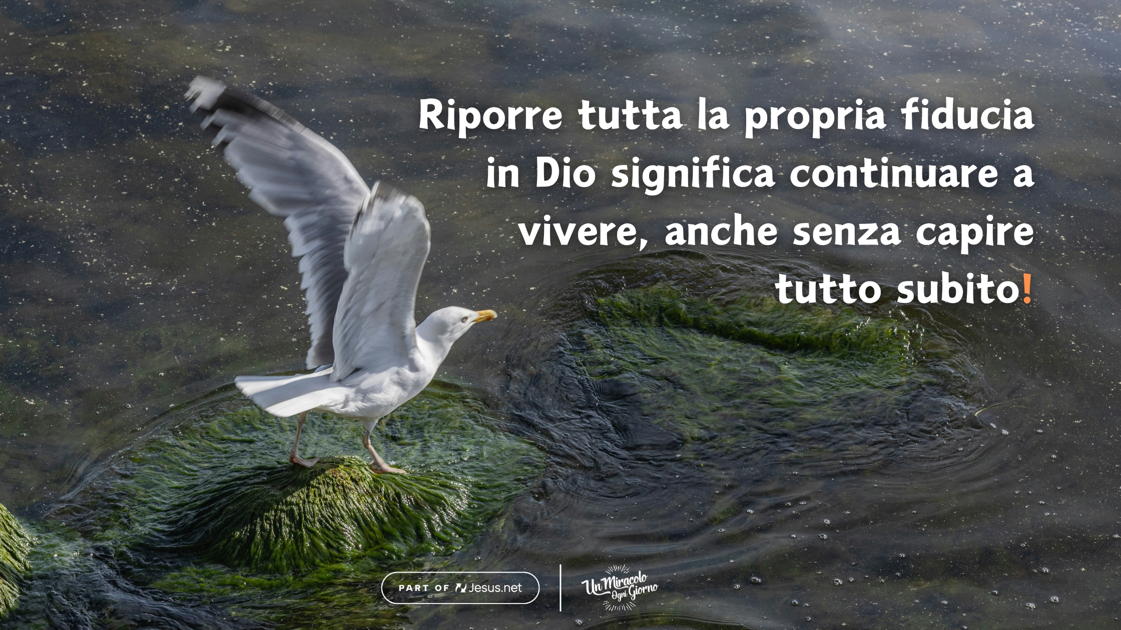 Più tardi capirai